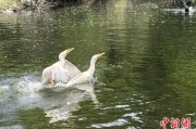 两人合盘吉林：罕见白鸬鹚连续两年“故地重游”