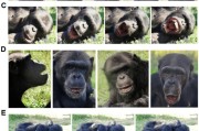 两人合盘国际最新研究：机器人“打哈欠” 黑猩猩被传染