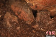 两人合盘江西发现蜘蛛新物种 为研究呵叻蛛属适应区域提供依据